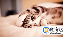 养一只猫需要多少成本