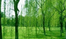 柳树怎么画图片