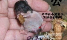 仓鼠公母怎么分 仓鼠公母可以一起养吗