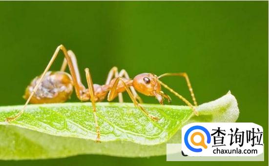 怎么能彻底消灭家里的红蚂蚁