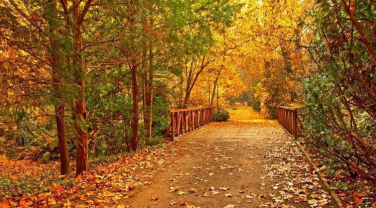 leaves是什么意思