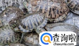 乌龟咬人怎么办