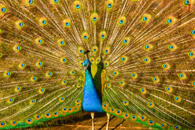 孔雀开屏是什么意思