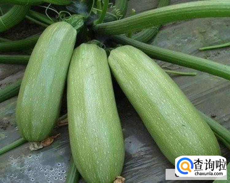怎么判断西葫芦坏没坏