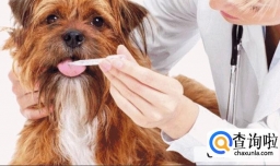 附近宠物医院怎么找