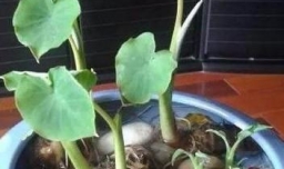 芋头水培当漂亮的盆景