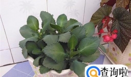 大叶落地生根的养殖方法