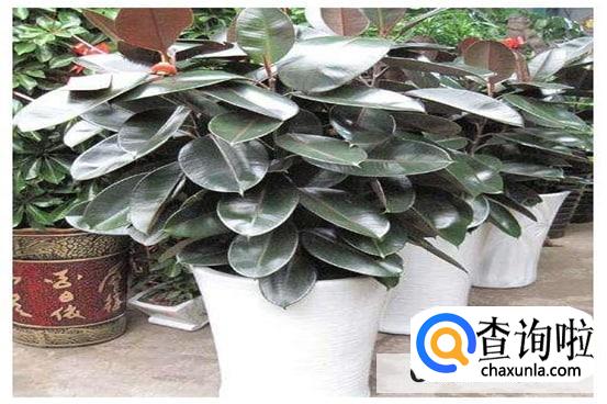 象皮树怎么养旺盛