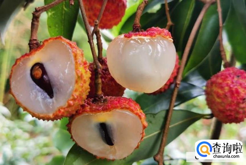 如何选取细核荔枝