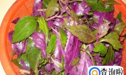 家常小炒紫贝菜