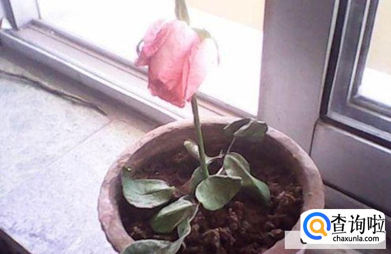 玫瑰叶子发黄怎么办