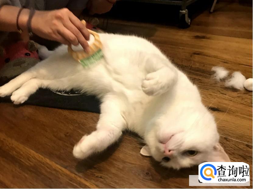 猫毛过敏有哪些症状