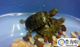 乌龟冬眠需要准备什么