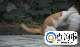 处理猫猫打架的方法