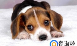 怎么训练狗狗的叫