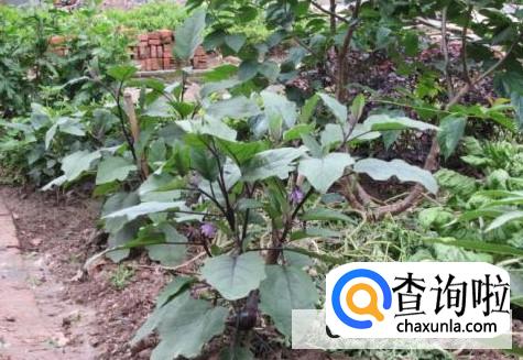 茄苗移植有哪些方法