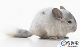 高智商小型宠物