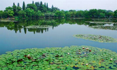 杭州主城区是哪个区