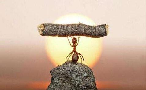 为什么昆虫能拖动比它大几倍的物体