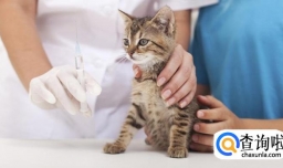 猫咪要怎么打疫苗