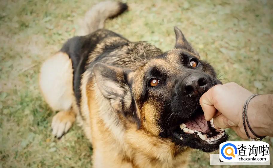 狗狗见到陌生人就咬怎么办