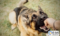 狗狗见到陌生人就咬怎么办
