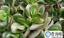 玉树的养殖方法和注意事项(附玉树图片)