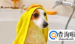 狗狗洗澡的正确步骤