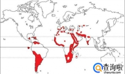 火烈鸟的生活习性是怎么样的