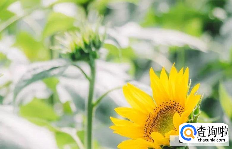 如何让自己的生活如我们所愿？