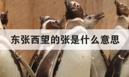 东张西望的张是什么意思