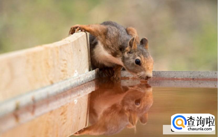 怎么给小松鼠洗澡？