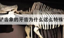 铲齿象的牙齿为什么这么特殊
