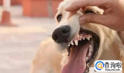 如何鉴别新买的狗狗是否健康