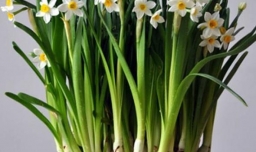 水仙花种植方法