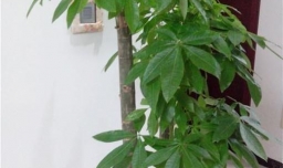 发财树的养殖办法和注意事项