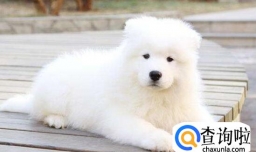 萨摩耶吃鸡蛋的好处，萨摩耶多吃鸡蛋会怎么样