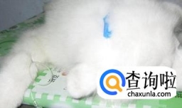 狗狗感染冠状病毒吃什么药