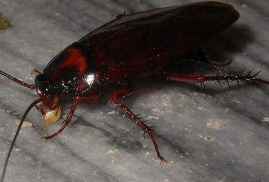 房子有蟑螂该如何处理