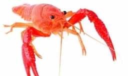 如何手工快速、干净处理龙虾的做法