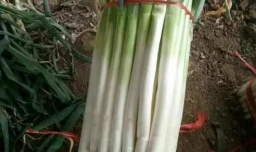 吃什么食物能长寿？