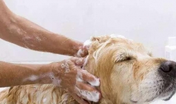 狗狗身上有跳蚤怎么办