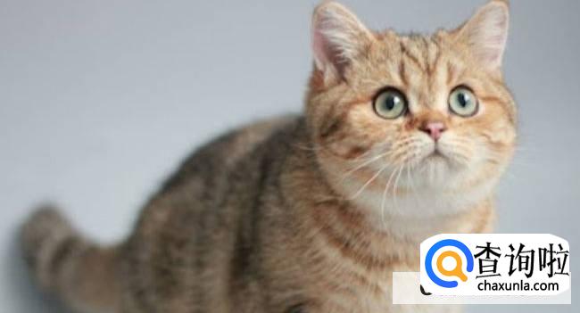 猫为什么会怕黄瓜 知道原因后真的让人心疼