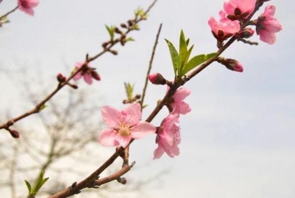 三月开什么花