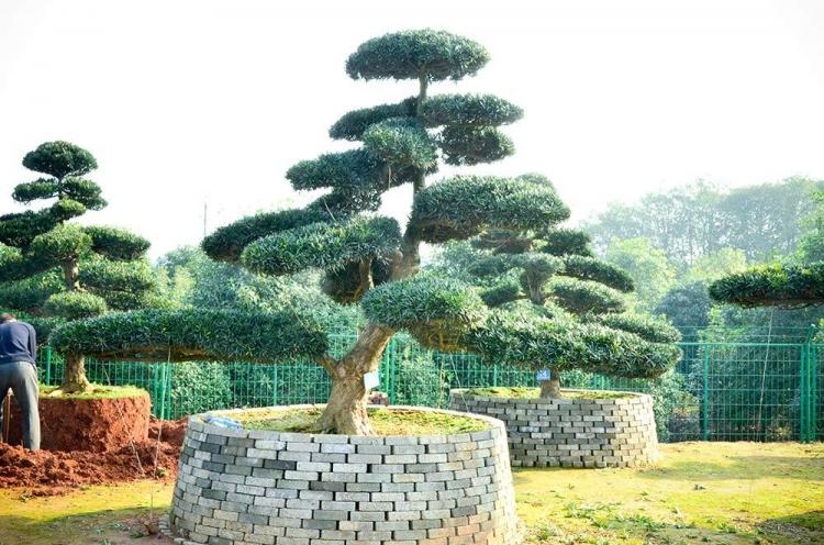 四大镇宅之树是什么