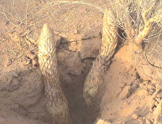 肉苁蓉是什么？