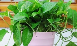 新装修的房子怎么去味