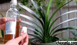 君子兰可以喝啤酒吗