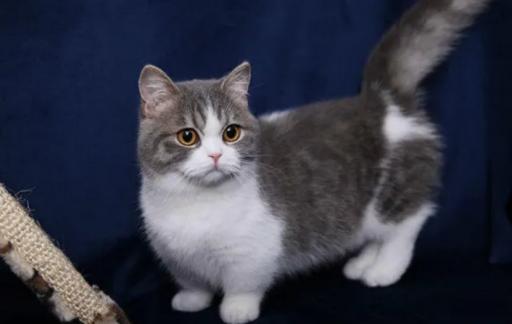 短脚猫好养吗？短脚猫价格!