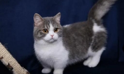 短脚猫好养吗？短脚猫价格!
